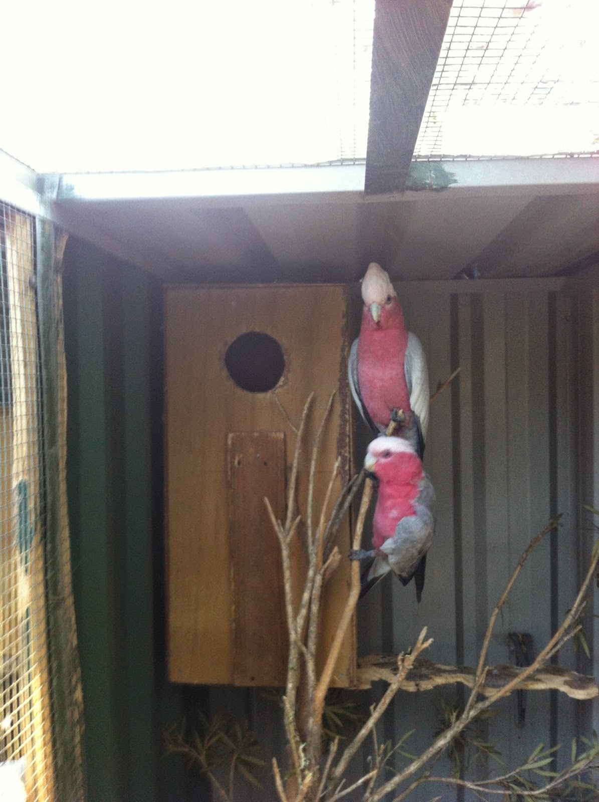 Parrot Breeding Galah's Breeding